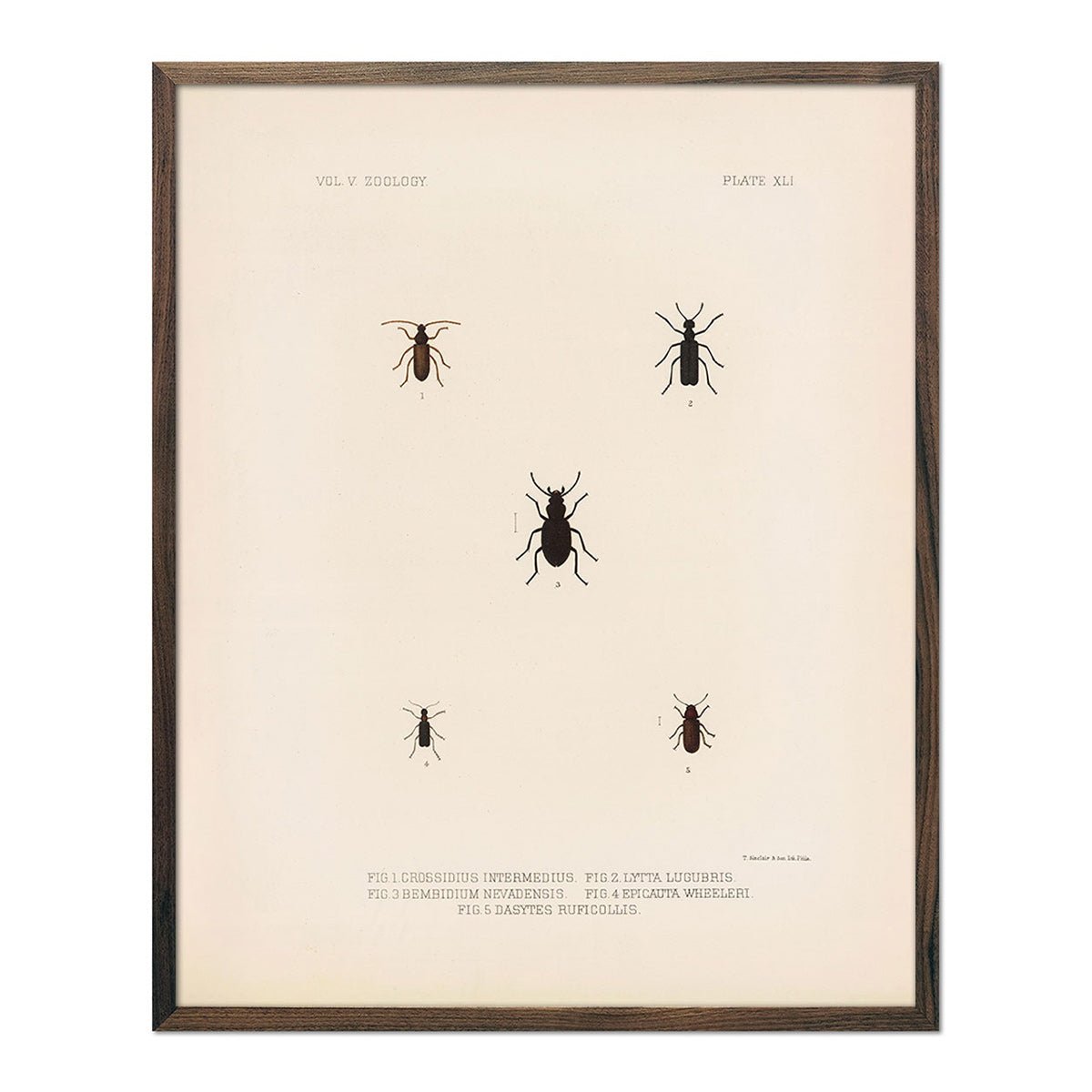 Beetles Art Print - Muir Way - Animals