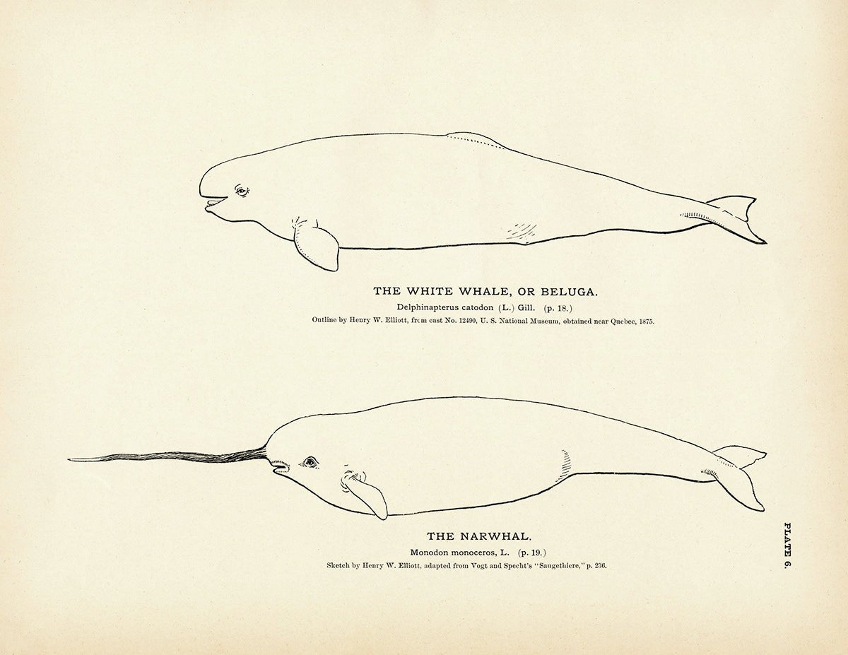 Beluga (White Whale) and Narwhal Art Print - Muir Way - Fisheries
