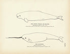 Beluga (White Whale) and Narwhal Art Print - Muir Way - Fisheries