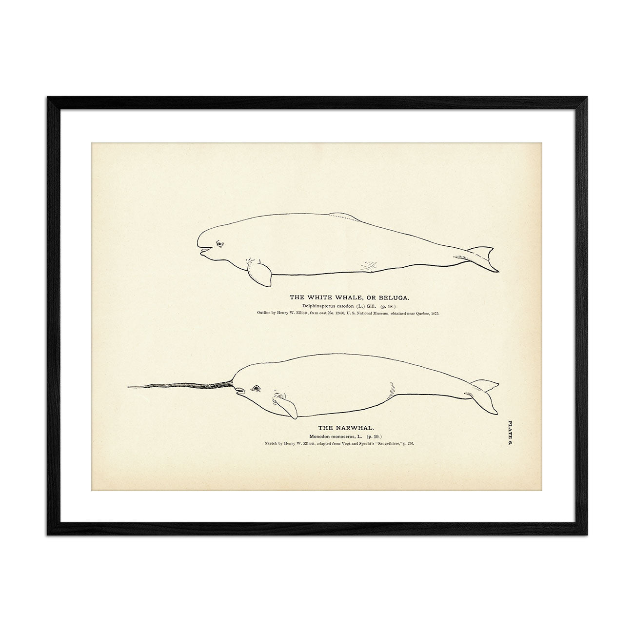 Beluga (White Whale) and Narwhal Art Print - Muir Way - Fisheries