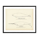 Beluga (White Whale) and Narwhal Art Print - Muir Way - Fisheries