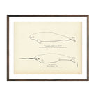 Beluga (White Whale) and Narwhal Art Print - Muir Way - Fisheries