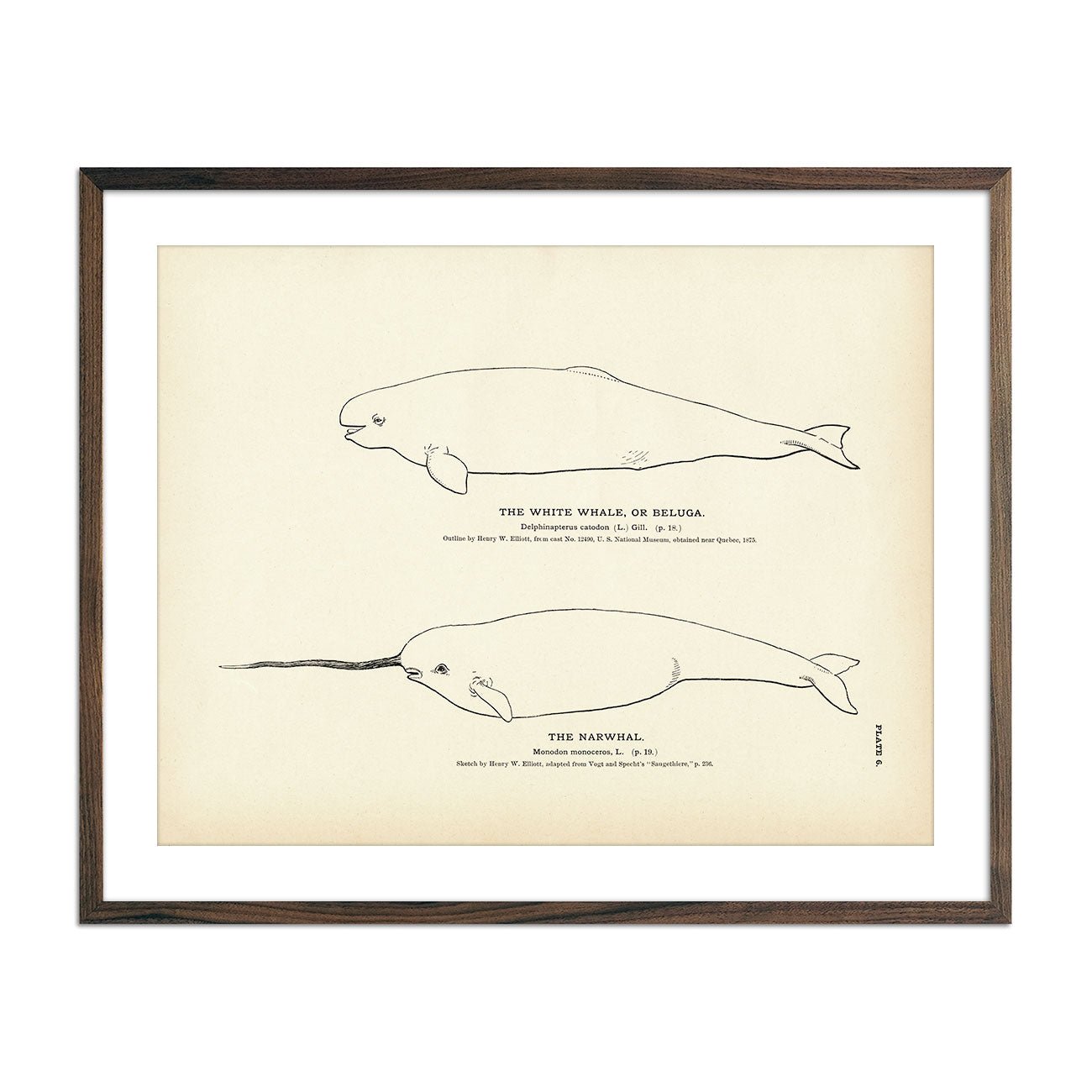 Beluga (White Whale) and Narwhal Art Print - Muir Way - Fisheries