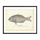 Bermuda Chub Art Print - Muir Way - Fisheries