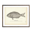 Bermuda Chub Art Print - Muir Way - Fisheries