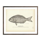 Vintage Bermuda Chub fish print