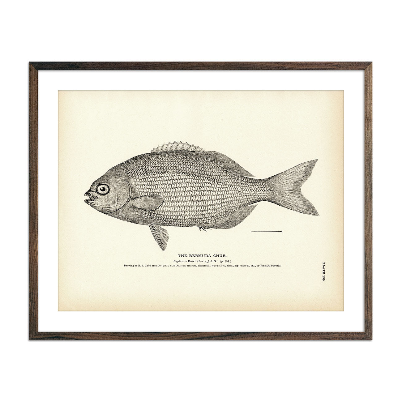 Bermuda Chub Art Print - Muir Way - Fisheries