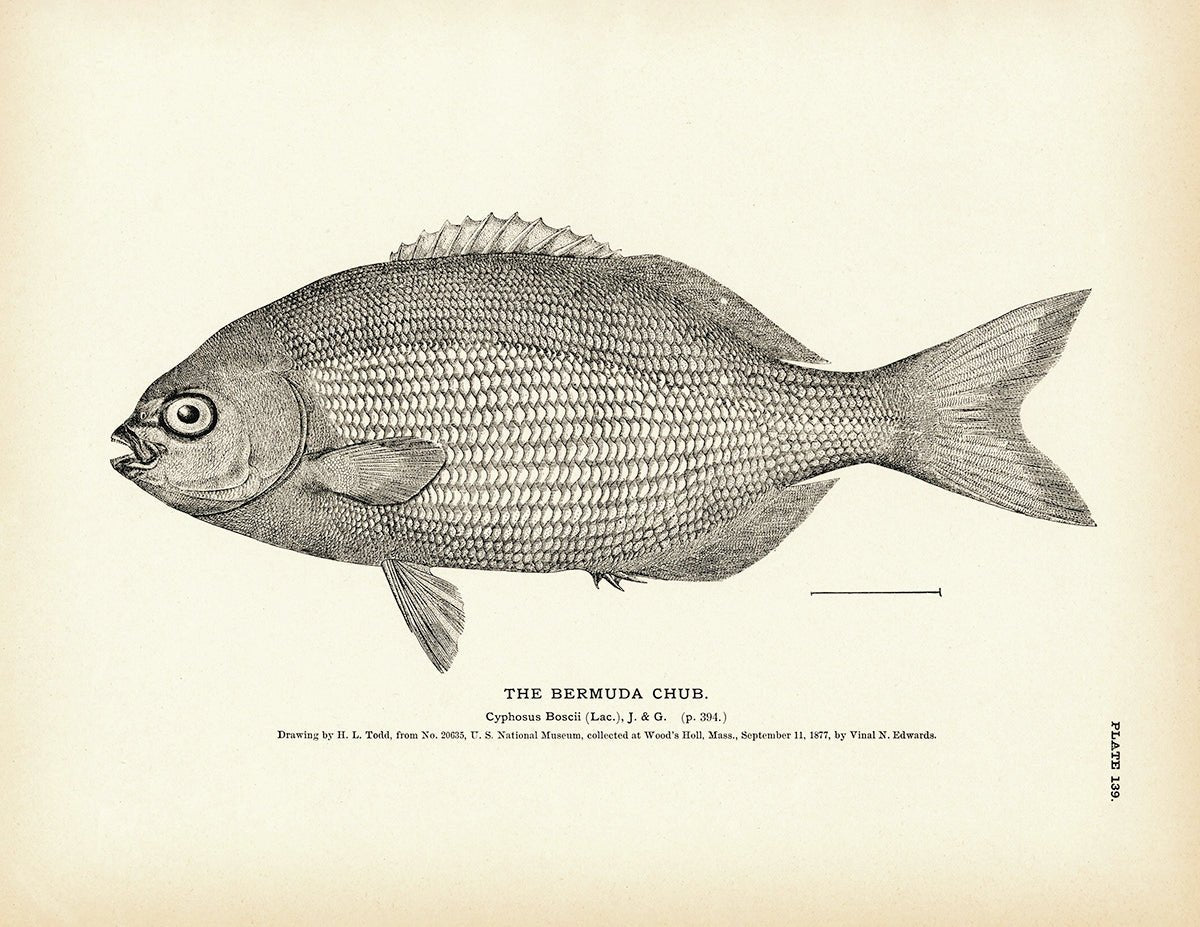 Bermuda Chub Art Print - Muir Way - Fisheries
