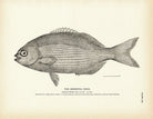 Bermuda Chub Art Print - Muir Way - Fisheries