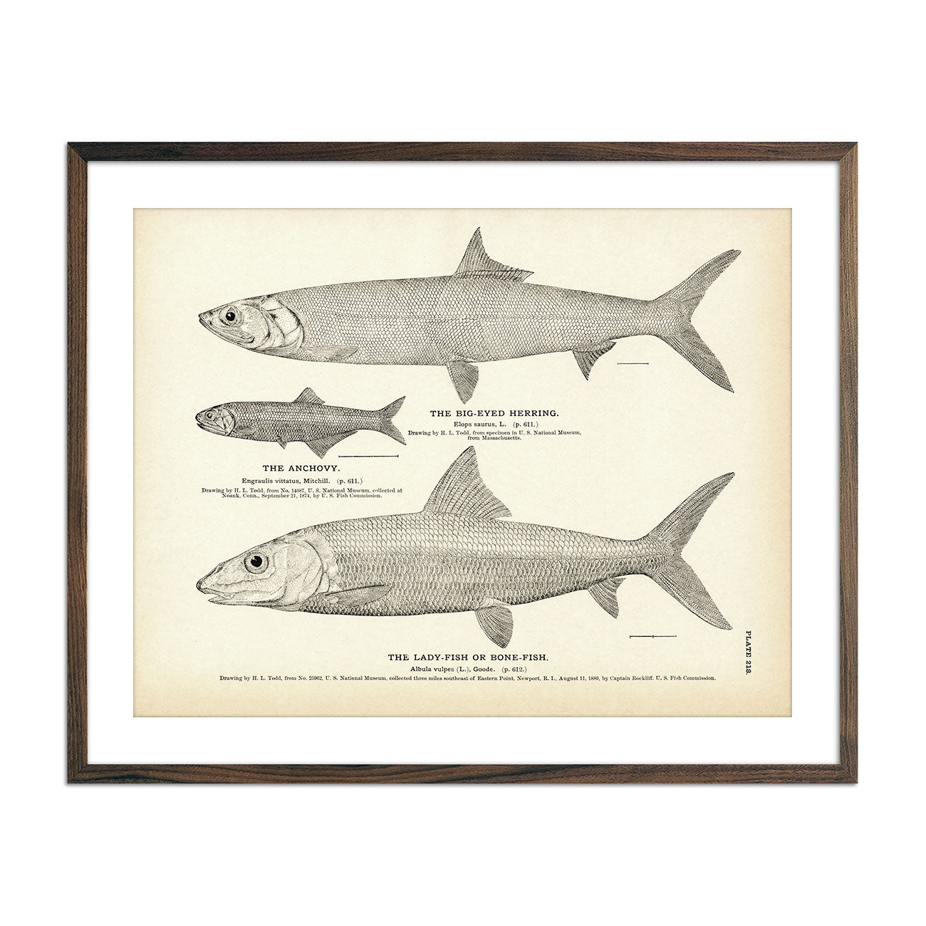 Big - Eyed Herring, Anchovy, and Lady - Fish (Bone - Fish) Art Print - Muir Way - Fisheries