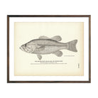 Big - Mouthed Black Bass (Oswego Bass) Art Print - Muir Way - Fisheries