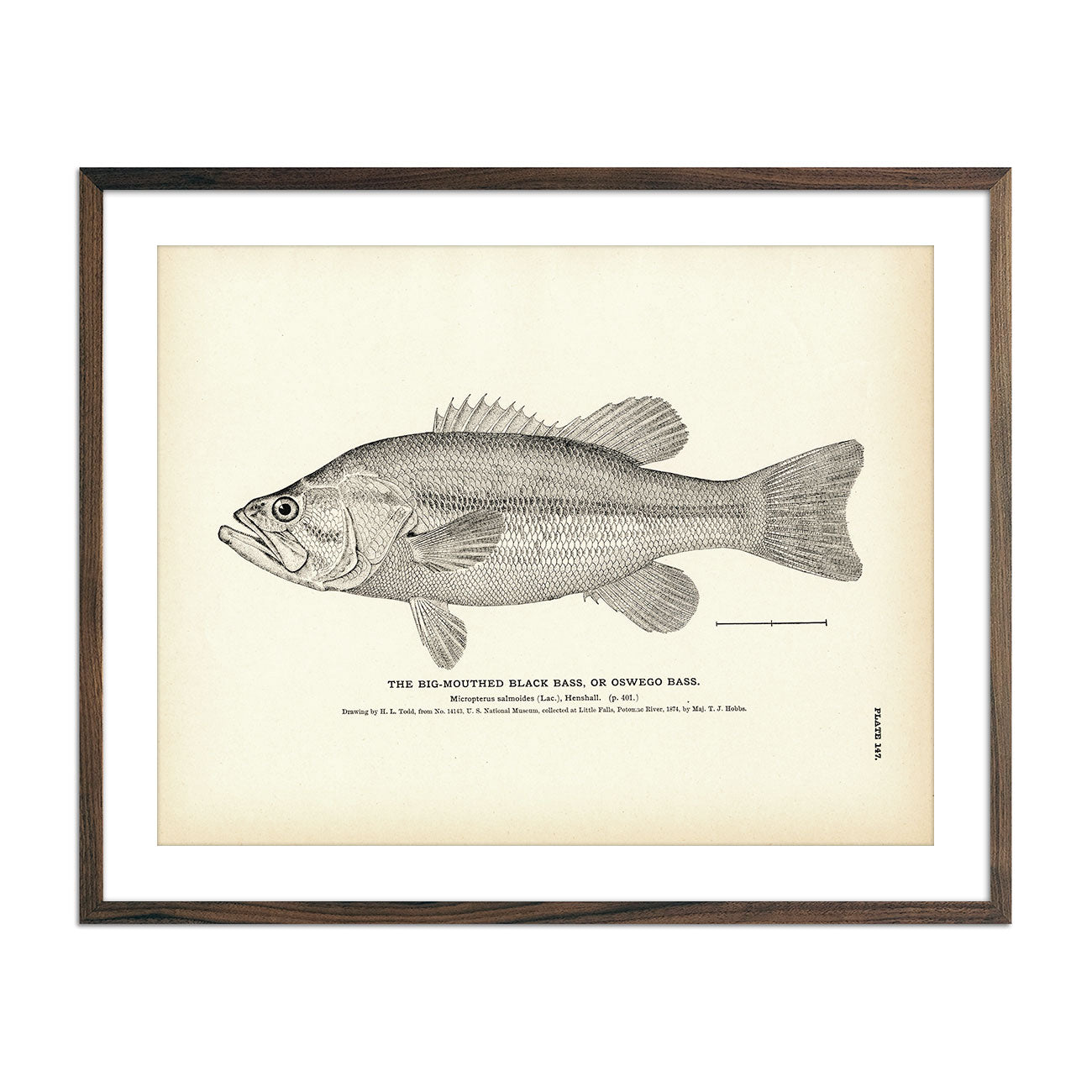 Big - Mouthed Black Bass (Oswego Bass) Art Print - Muir Way - Fisheries