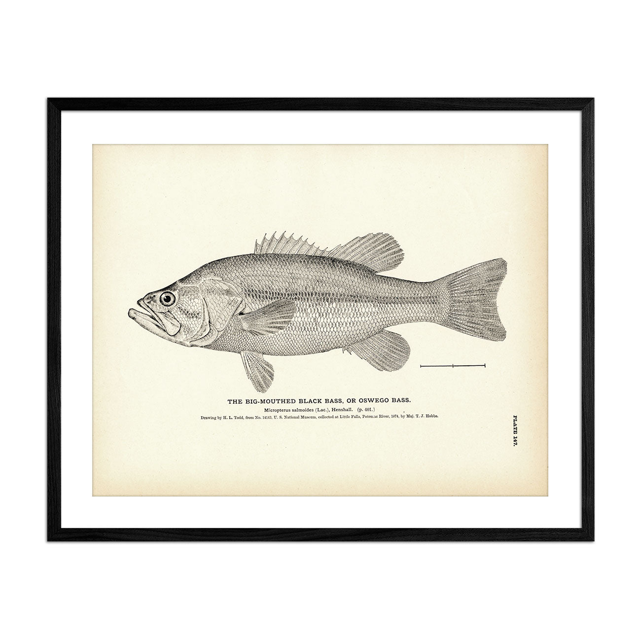 Big - Mouthed Black Bass (Oswego Bass) Art Print - Muir Way - Fisheries