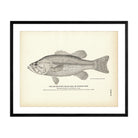 Big - Mouthed Black Bass (Oswego Bass) Art Print - Muir Way - Fisheries