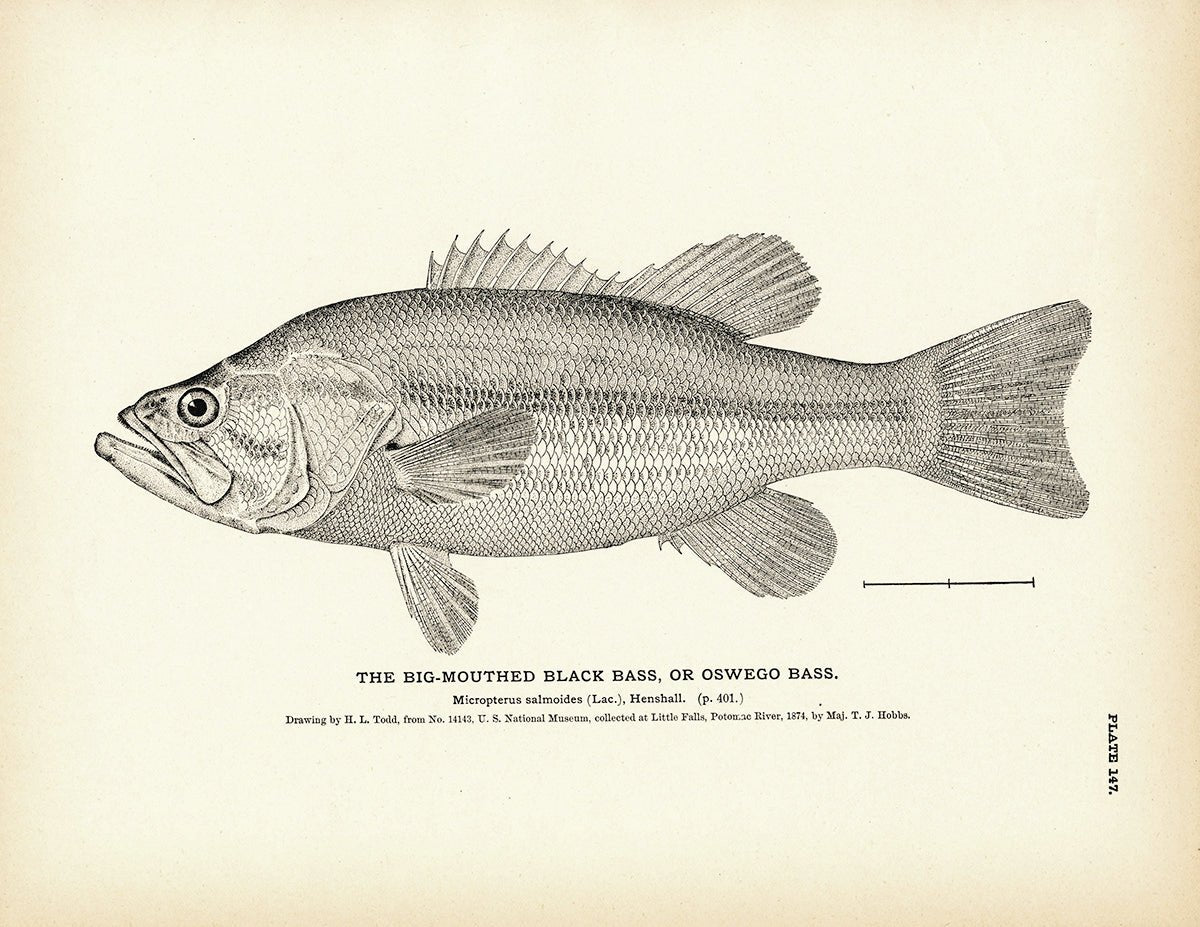 Big - Mouthed Black Bass (Oswego Bass) Art Print - Muir Way - Fisheries