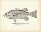Big - Mouthed Black Bass (Oswego Bass) Art Print - Muir Way - Fisheries