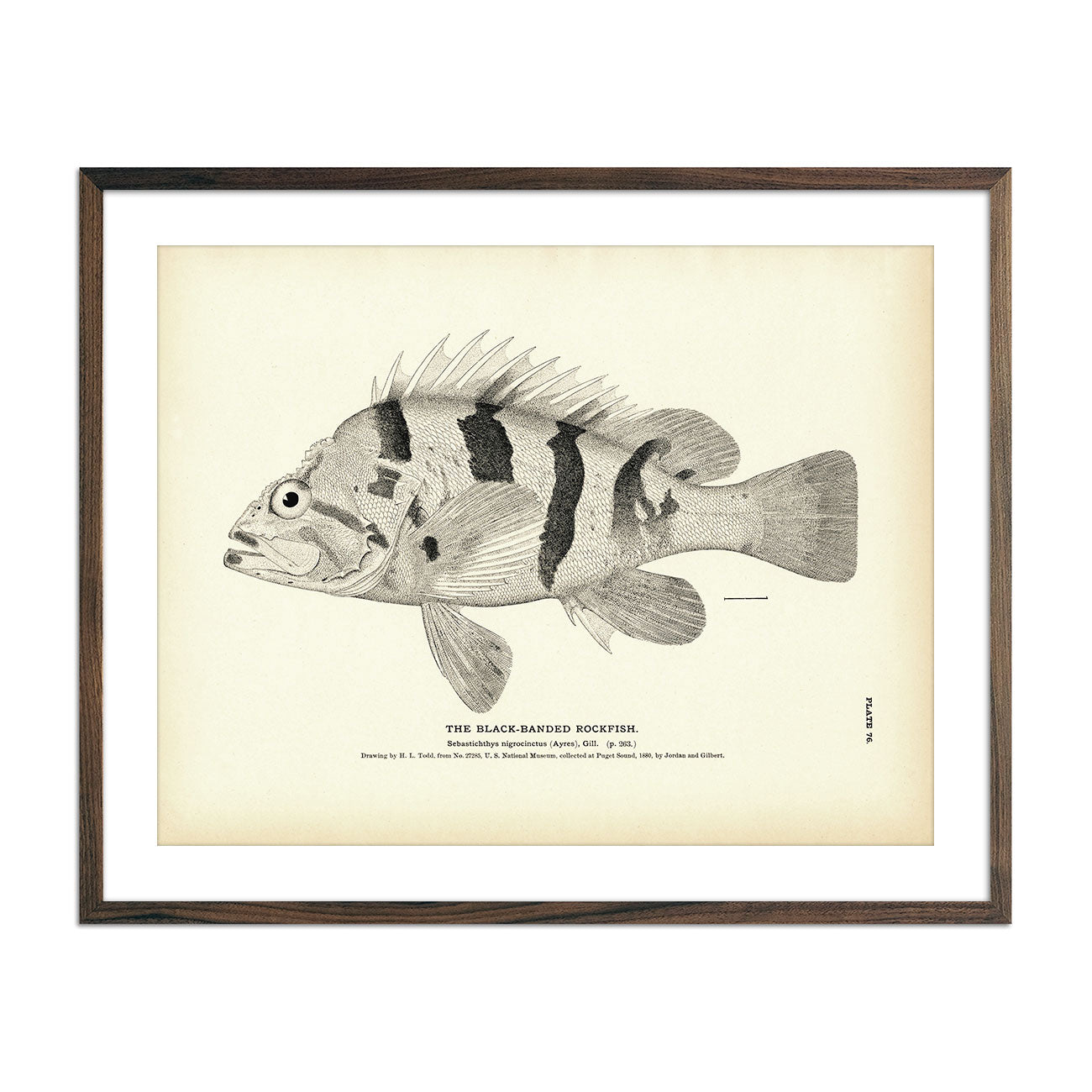 Black - Banded Rockfish Art Print - Muir Way - Fisheries