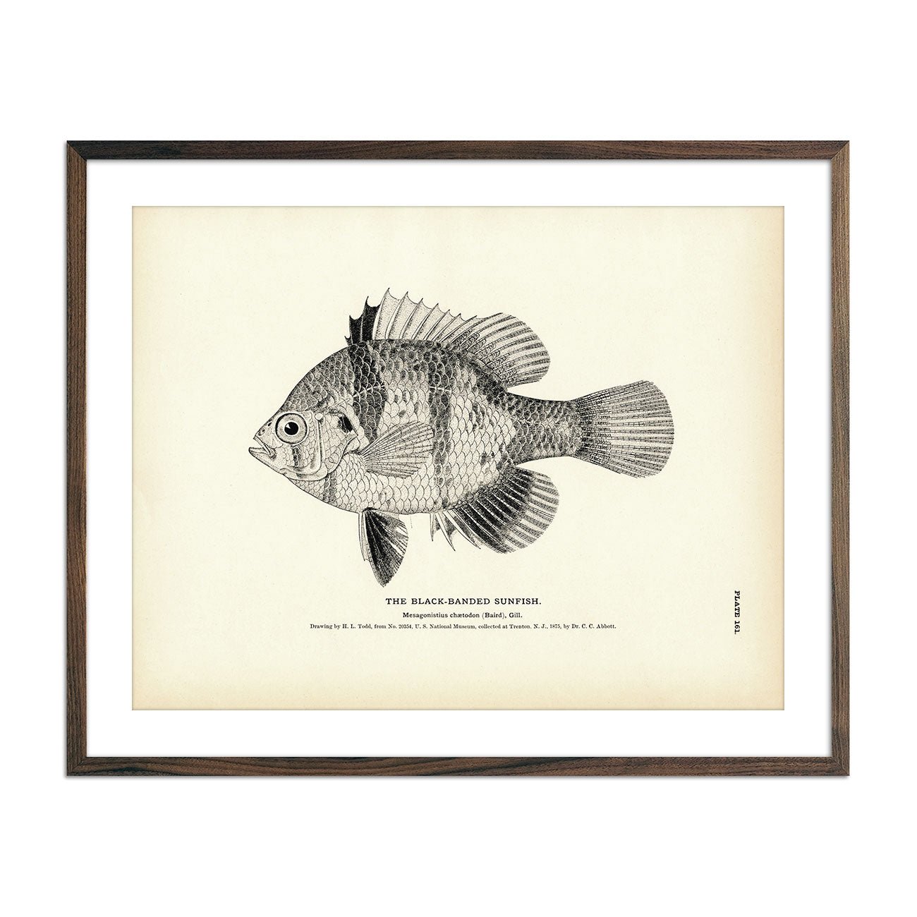 Black - Banded Sunfish Art Print - Muir Way - Fisheries