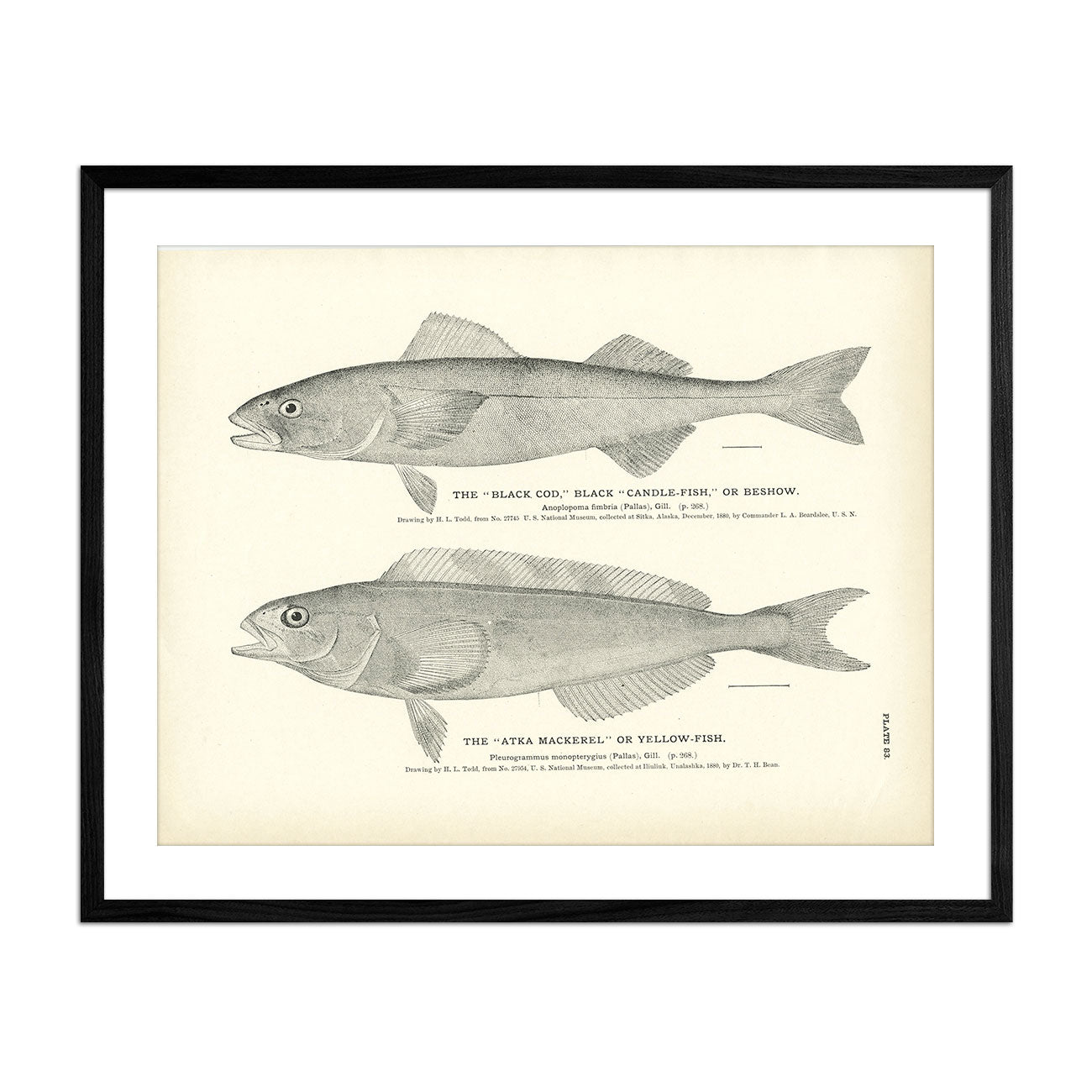 Black Cod (Black Candle - Fish or Beshow) and Atka Mackerel (Yellow - Fish) Art Print - Muir Way - Fisheries