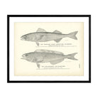 Black Cod (Black Candle - Fish or Beshow) and Atka Mackerel (Yellow - Fish) Art Print - Muir Way - Fisheries