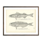 Vintage Black Cod and Atka Mackerel fish print