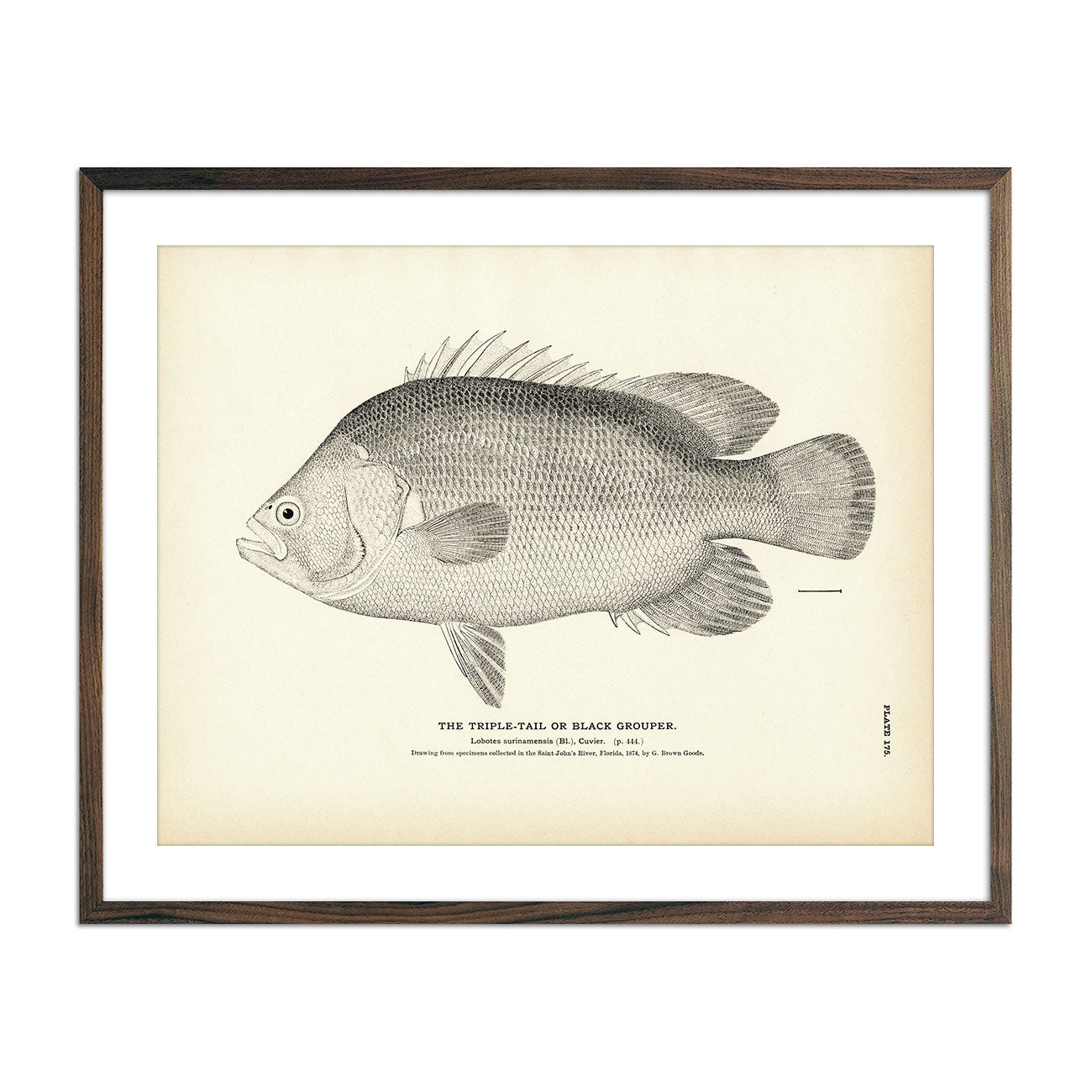 Triple - Tail (Black Grouper) Art Print - Muir Way - Fisheries