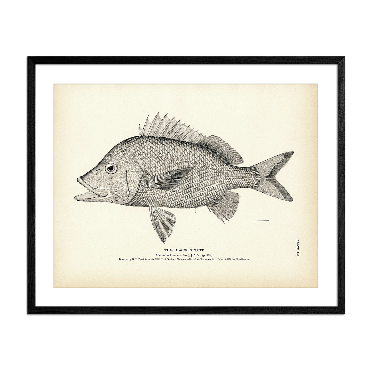 Black Grunt Art Print - Muir Way - Fisheries