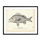 Black Grunt Art Print - Muir Way - Fisheries