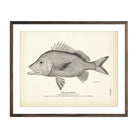 Black Grunt Art Print - Muir Way - Fisheries