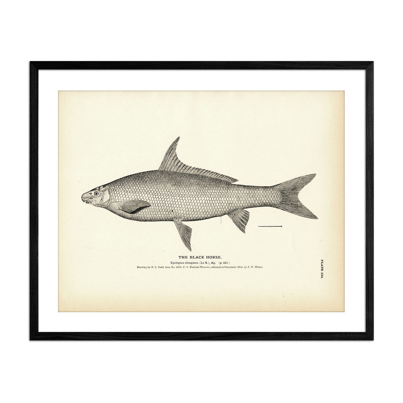 Black Horse Art Print - Muir Way - Fisheries