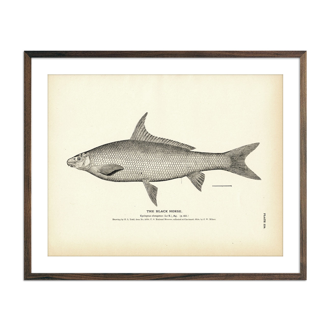 Black Horse Art Print - Muir Way - Fisheries