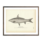 Vintage Black Horse fish print