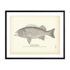 Black Rockfish Art Print - Muir Way - Fisheries