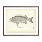 Black Rockfish Art Print - Muir Way - Fisheries