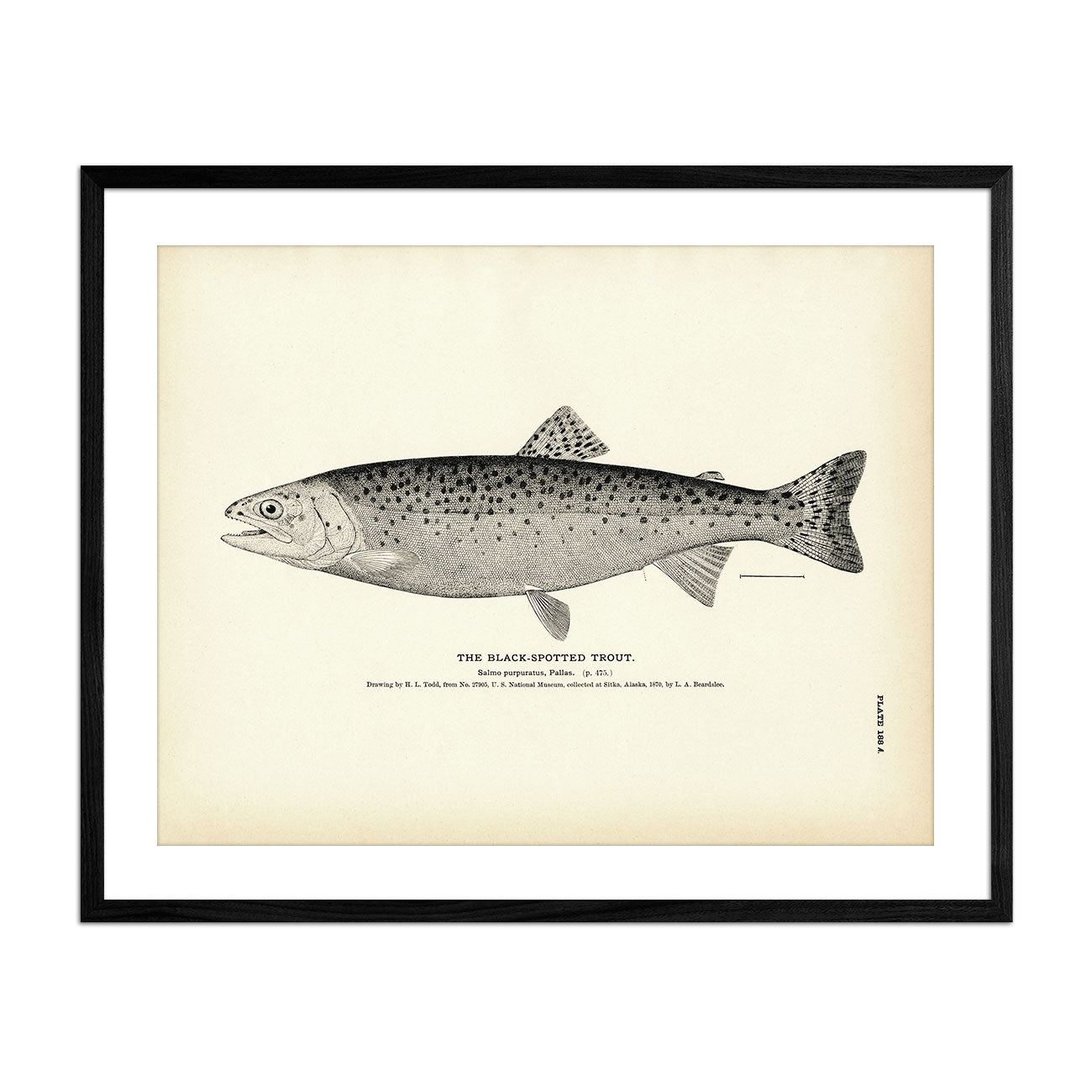 Black - Spotted Trout Art Print - Muir Way - Fisheries