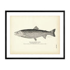Black - Spotted Trout Art Print - Muir Way - Fisheries