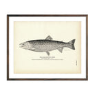 Black - Spotted Trout Art Print - Muir Way - Fisheries