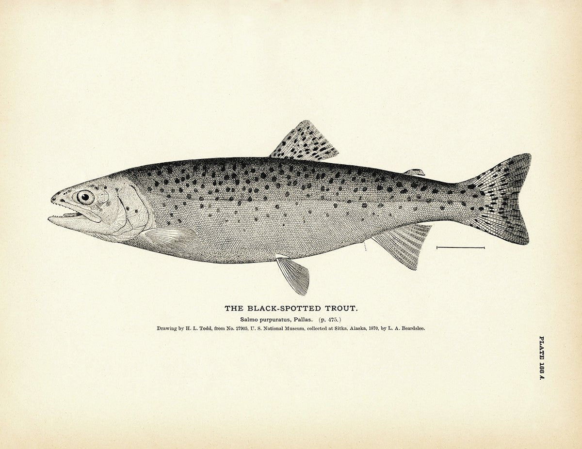 Black - Spotted Trout Art Print - Muir Way - Fisheries