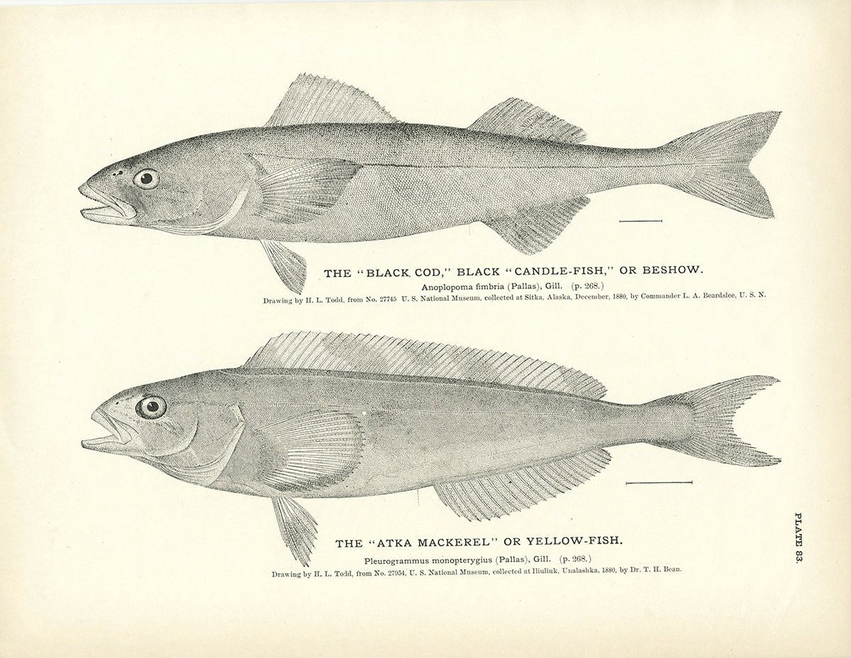 Black Cod (Black Candle - Fish or Beshow) and Atka Mackerel (Yellow - Fish) Art Print - Muir Way - Fisheries