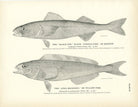 Black Cod (Black Candle - Fish or Beshow) and Atka Mackerel (Yellow - Fish) Art Print - Muir Way - Fisheries