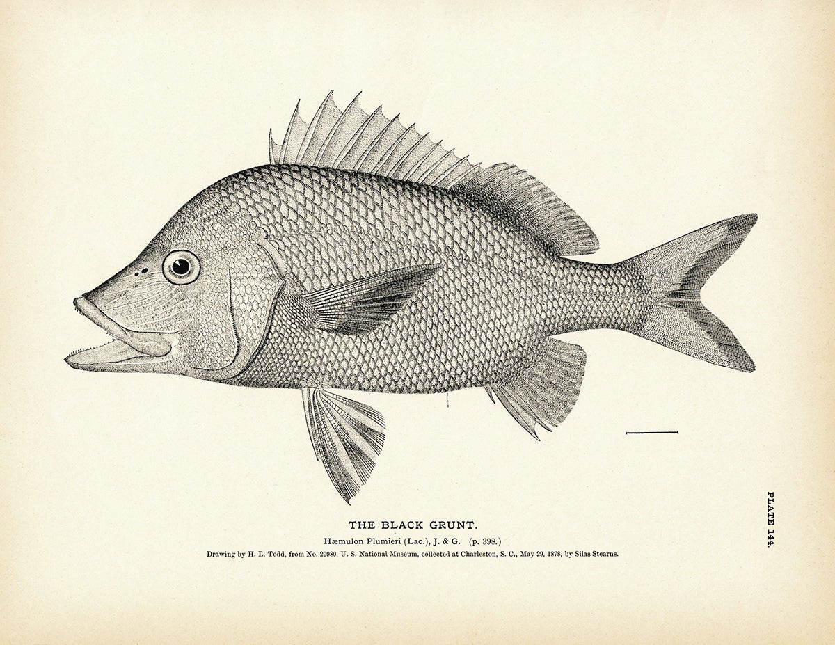 Black Grunt Art Print - Muir Way - Fisheries
