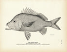 Black Grunt Art Print - Muir Way - Fisheries