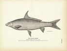 Black Horse Art Print - Muir Way - Fisheries