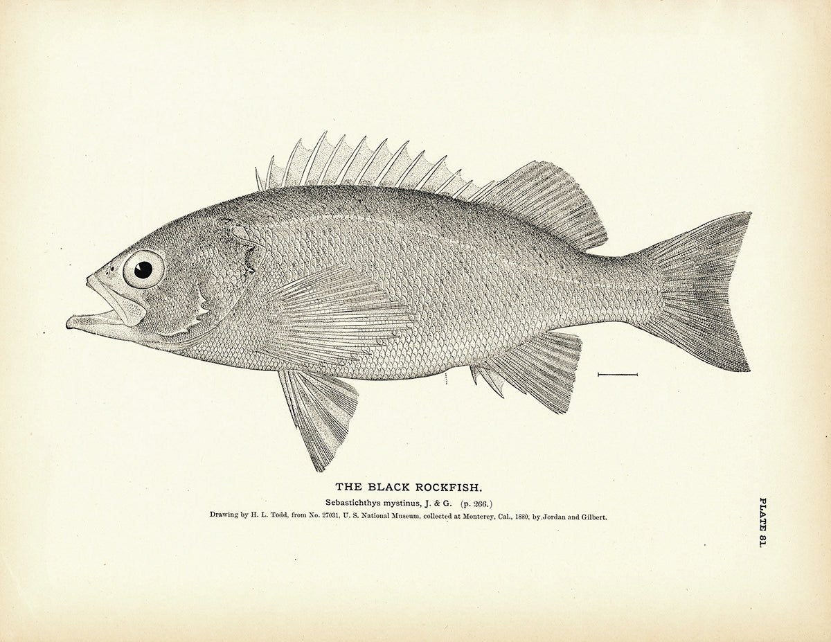 Black Rockfish Art Print - Muir Way - Fisheries