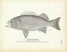 Black Rockfish Art Print - Muir Way - Fisheries