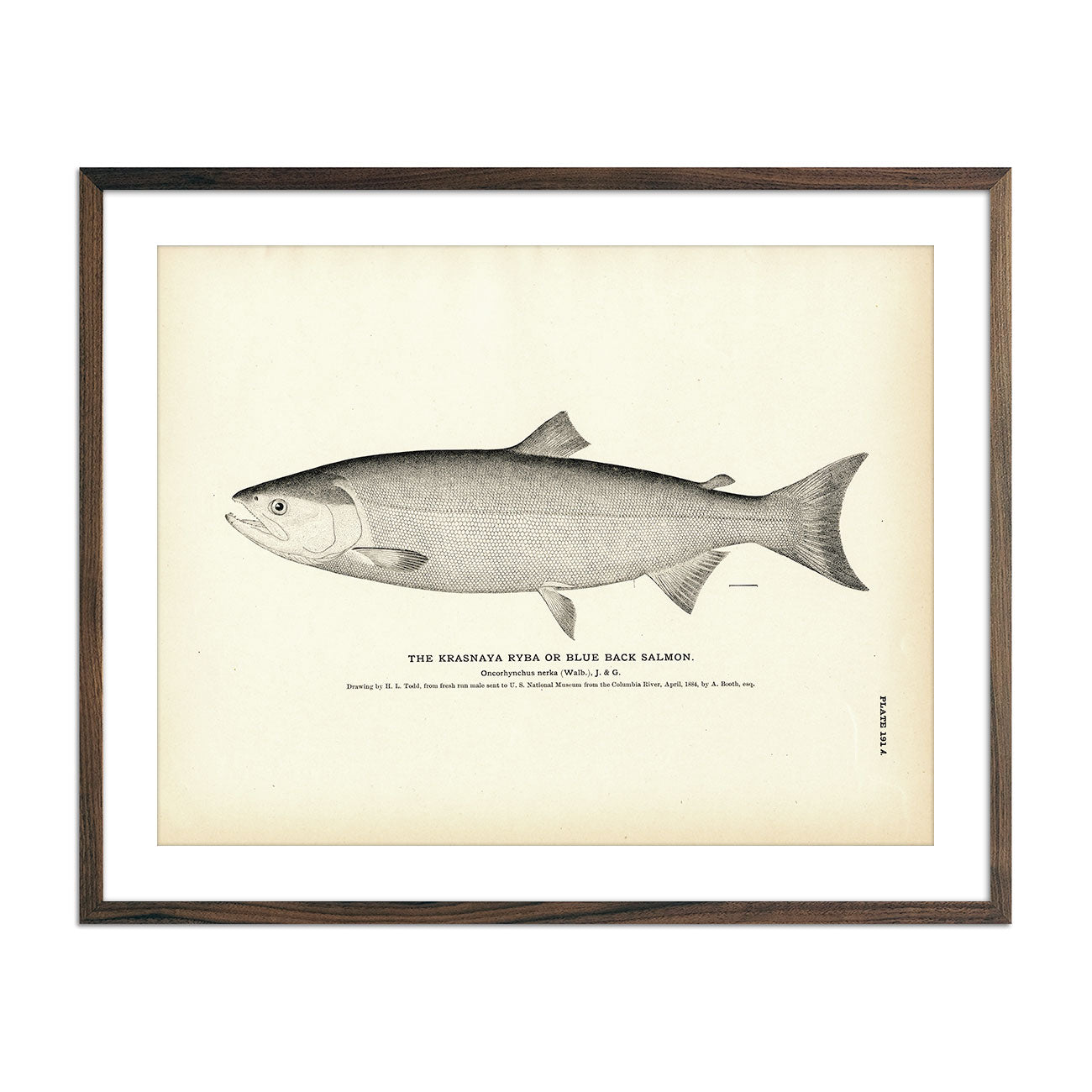 Blue Back Salmon (Krasnaya Ryba) Art Print - Muir Way - Fisheries