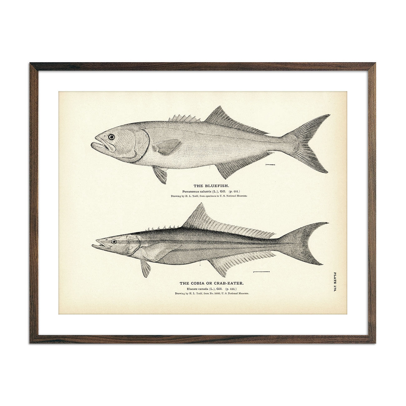 Bluefish and Cobia (Crab - Eater) Art Print - Muir Way - Fisheries