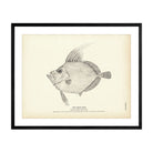 Boar Fish Art Print - Muir Way - Fisheries