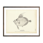 Boar Fish Art Print - Muir Way - Fisheries