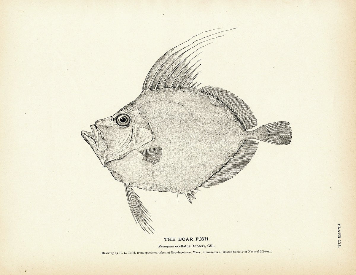 Boar Fish Art Print - Muir Way - Fisheries